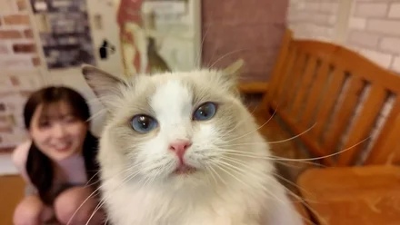 FC2-PPV-4511406 1490 points until the 9th!!!　*Too cute and super rare　A secret between the two of us was that on our date at a cat cafe, the cat said to me, So cute...'', and after the date, she was also crazy about my pussy.